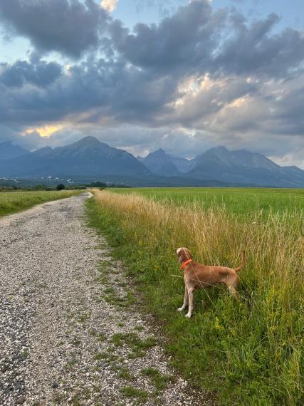 +++Na predaj výnimočný rekreačný dom vo Vysokých Tatrách – nehnuteľnosť, ktorá okamžite generuje príjem+++